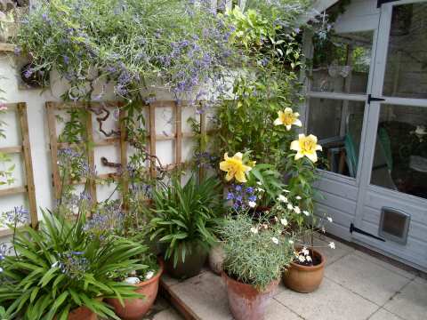 agapanthus, daisy and lily flowers all growing in our back garden