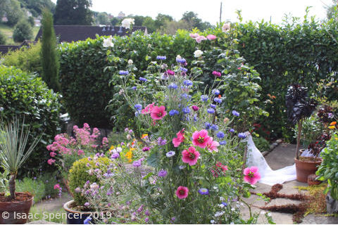 garden patio with plants of pink flowers in pots
